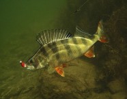 Egli gehören zu den Kammschuppern. Ihr Schuppenkleid liegt fest in der Haut und ist kammartig gezahnt. Deshalb fühlen sie sich rau an.