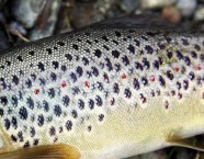 Die Bachforelle besitzt runde, fein gestreifte Schuppen. Entlang der Seitenlinie sind es vom Kopf bis zur Schwanzflosse rund 110 Stück.