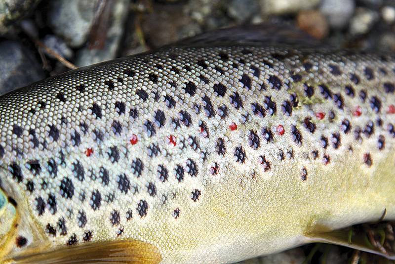 Die Bachforelle besitzt runde, fein gestreifte Schuppen. Entlang der Seitenlinie sind es vom Kopf bis zur Schwanzflosse rund 110 Stück.