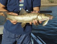 Die Iberischen Barben im Cijara-Stausee stürzen sich gern auf Kunstköder und sind wehrhafte Kämpfer.