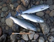 Dieses Jahr wurde das Tageslimit erhöht.