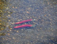 Dieses Sockeye-Paar hat die Reise zurück in seinen Geburtsfluss geschafft und einen Platz für die Laichgrube gefunden.