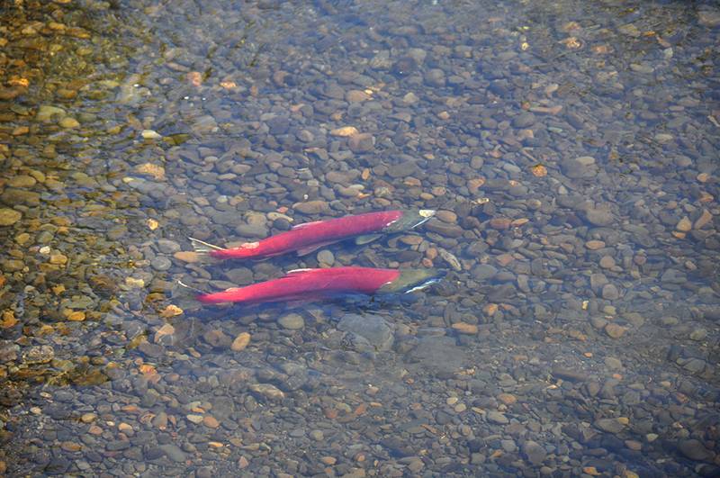 Dieses Sockeye-Paar hat die Reise zurück in seinen Geburtsfluss geschafft und einen Platz für die Laichgrube gefunden.