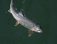 Bildschön und delikat: Der Seesaibling ist der Inbegriff eines edlen Fisches!