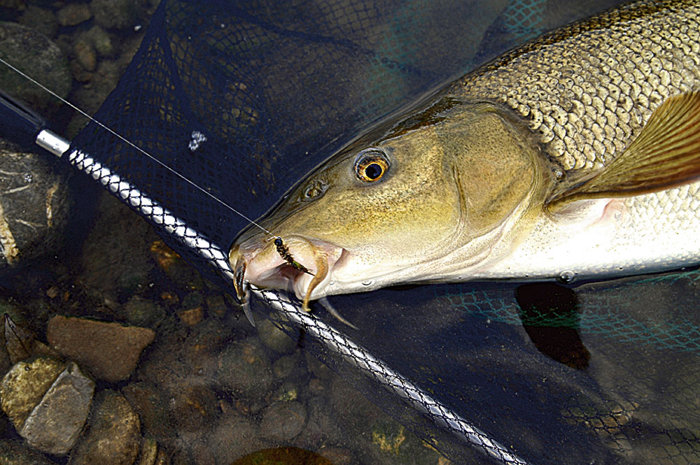 An einer grundnah präsentierten Nymphe sind auch Barben immer wieder interessiert.