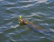 Kim von Arx fängt die schöneren Hechte oft über sandigem oder kiesigem Grund in Tiefen von bis zu zwanzig Meter. Sein Lieblingsköder dafür sind Bleikopfjigs mit auffälligen Weich­plastik­ködern.