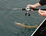 Zum Vertikalfischen auf Hecht eignen sich kurze, straffe Ruten mit sensibler Spitze. Eine Baitcaster ermöglicht ein schnelles Anheben und Absenken des Köders mit einer Hand.