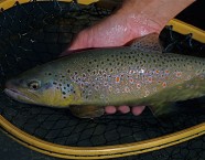 Bachforelle Finkausee