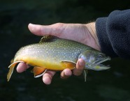 Bachsaibling Felberbach