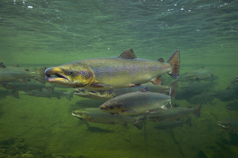 Atlantische Lachse können  bis 50 Kilogramm schwer werden. Im Gegensatz zu ihren Pazifischen Brüdern sterben sie nicht grund­sätzlich nach dem Laichgeschäft. – Foto: Michel Roggo
