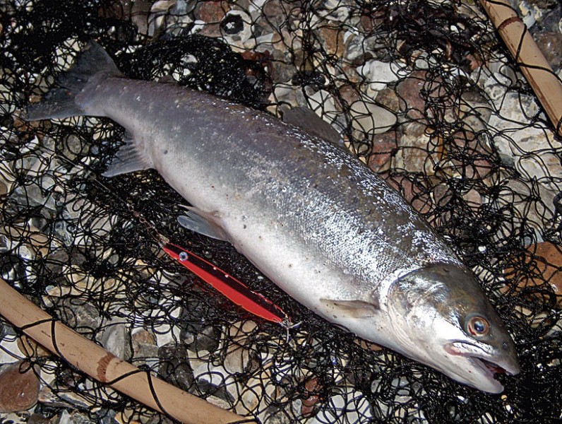 Meerforelle-mit-Blinker