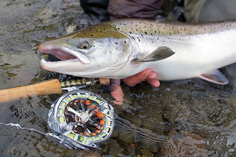 Fast alle Lachse, die gefangen werden stammen aus Naturverlaichung.