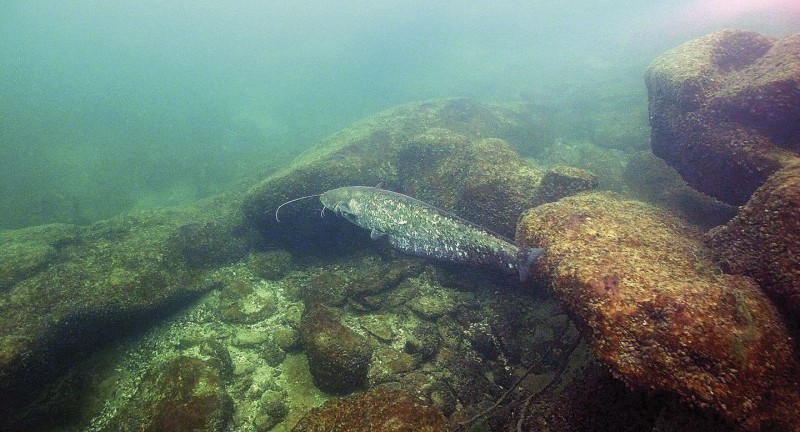Früher stand an diesem Platz eine grosse Forelle. In Rhein, Aare und Limmat entwickelt sich vielerorts der Wels zum dominierenden Raubfisch. 