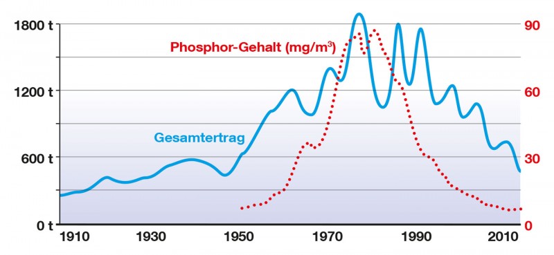 Gesamtertrag der Berufsfischerei des Bodensee-Obersees im Zusammenhang mit dem Phosphor-Gehalt.