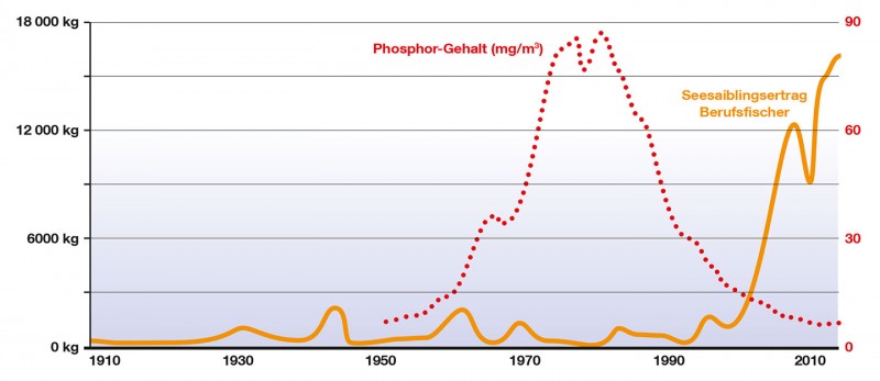 Seesaiblinge profitieren vom sauber werdenden Wasser des Bodensee-Obersees.