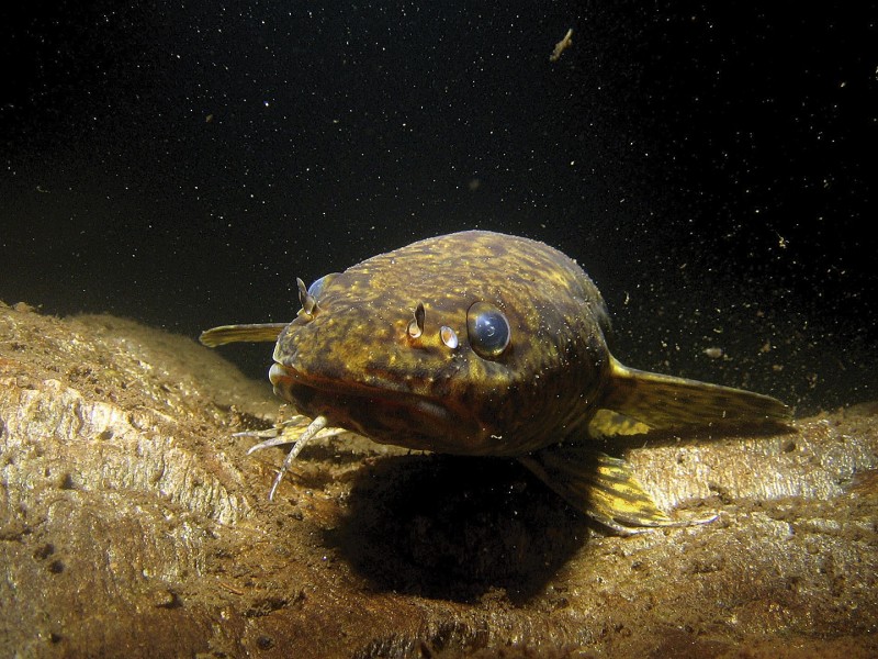 Trüschen verbringen ihr Leben am Gewässergrund.