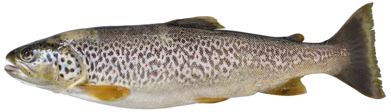 Die Marmorataforelle – Lebensraumdefizite und jahrzehntelanger Besatz mit atlantischen Forellen haben dazu geführt, dass diese im Ticino einst heimische Art heute praktisch ausgestorben ist.