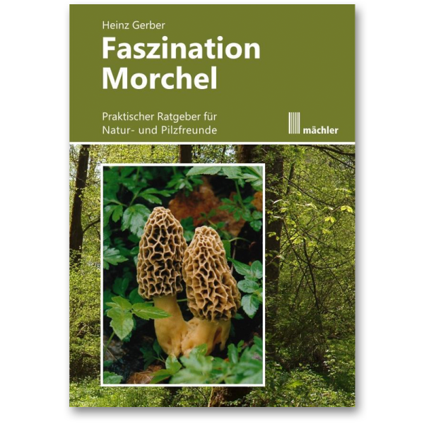 Faszination-Morchel