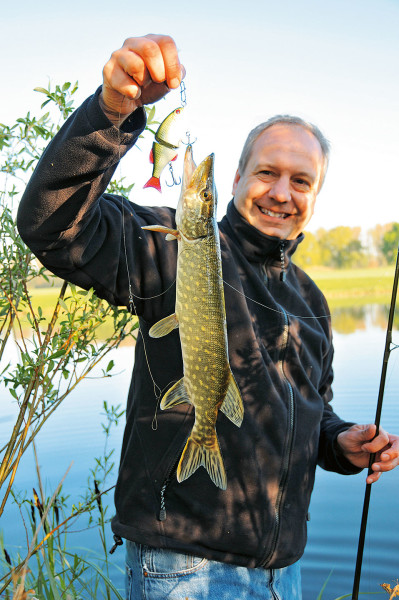 In Kleinseen und Weihern muss man sich meistens mit kleinen Hechten begnügen, die nie zu Kapitalen abwachsen werden.