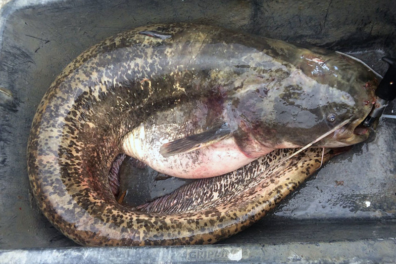 Ein im Sempachersee gefangener Wels. (Bild zvg)