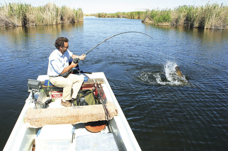 Olivier Portrat, «Petri-Heil»-Autor