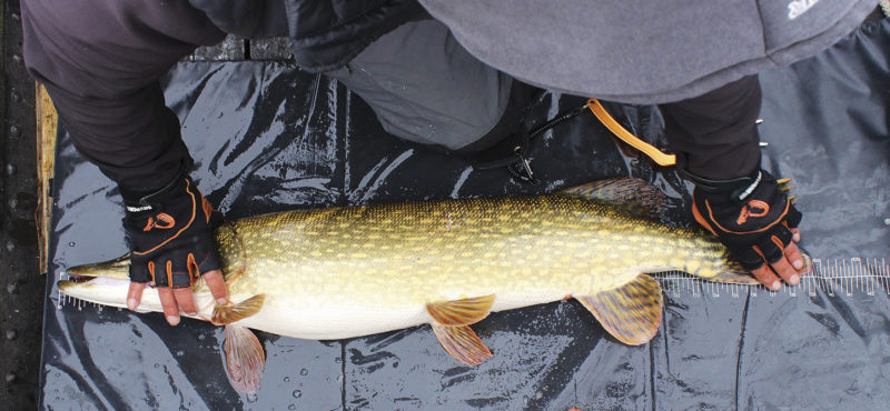 Grosshechte sind wertvolle Ressourcen für jedes Gewässer. Um den Fisch unverletzt zurückzusetzen, lohnt es sich daher, eine Abhakmatte dabei zu haben.
