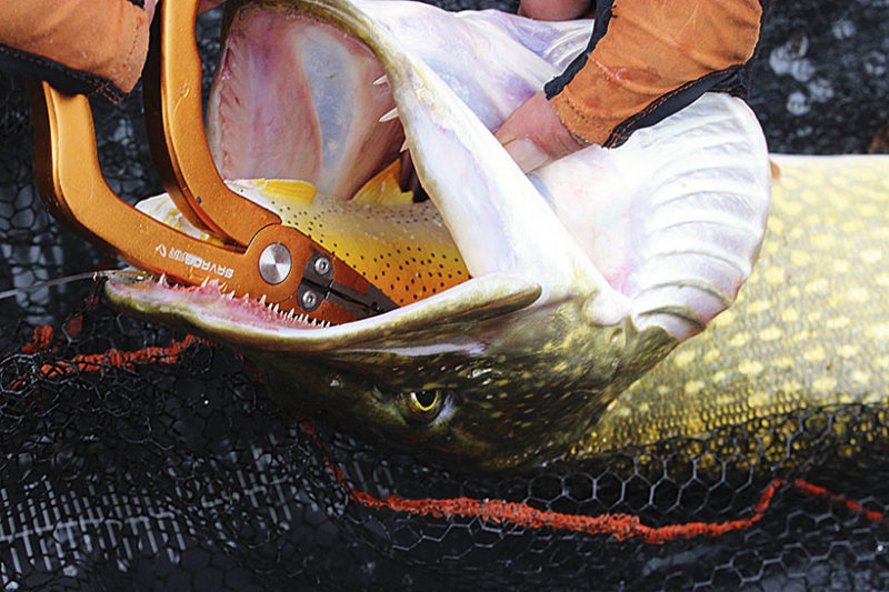 Eine kräftige Zange ist ein absolutes Muss, um die starken Haken lösen zu können.