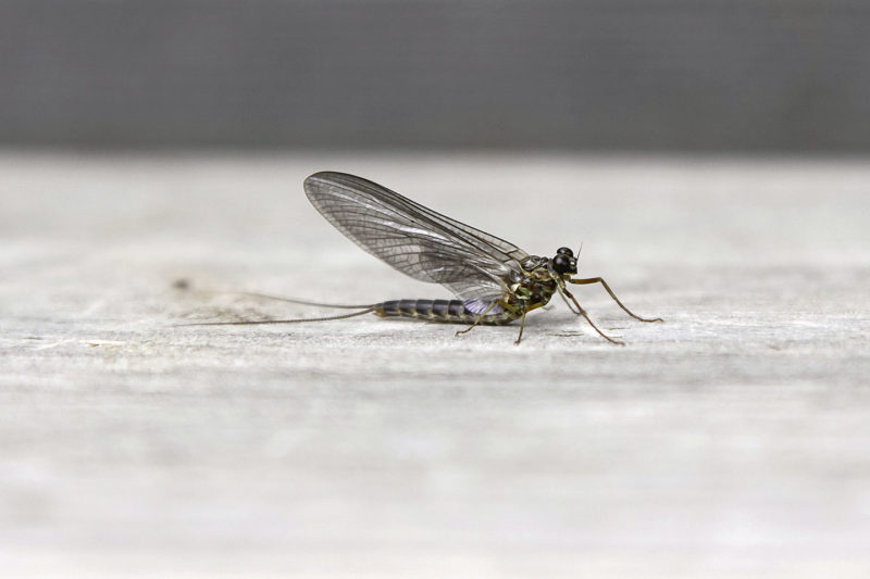 Eintagsfliegen kommen in den meisten Salmonidengewässern vor und schlüpfen fast das gesamte Jahr über.