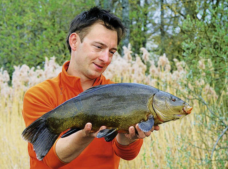 Robin Illner, Weissfisch-Experte