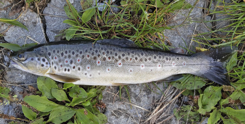 Dieses Foto von Herrmann Recker aus dem Kanton Bern wurde als schönstes Bild prämiert.