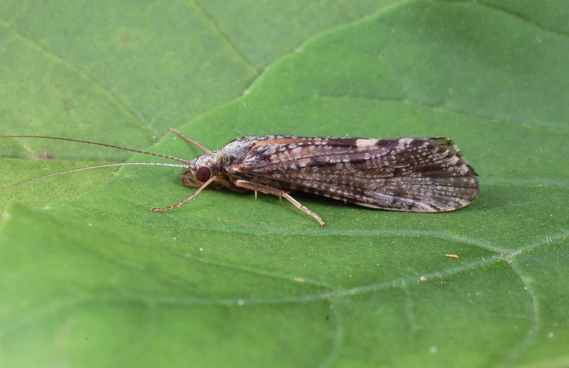 Köcherfliegen schlüpfen während der Sommermonate in der Dämmerung in Massen.