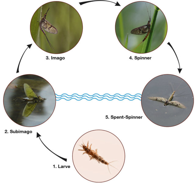 Lebenszyklus der Maifliege (Ephemera danica). Beim Fischen mit der Trockenfliege sind die folgenden Entwicklungsstadien von Bedeutung: Subimago (Dun), Imago, Spinner  und Sent-Spinner.