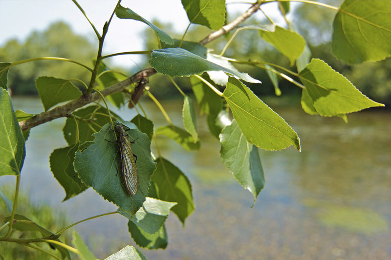 Dort, wo Steinfliegen in grossen Mengen vorkommen, sind sie eine äussersst beliebte Beute der Salmoniden.