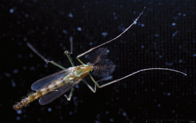 Bei den in Stauseen häufigen Zuckmücken wird in erster Linie das Puppenstadium imitiert.