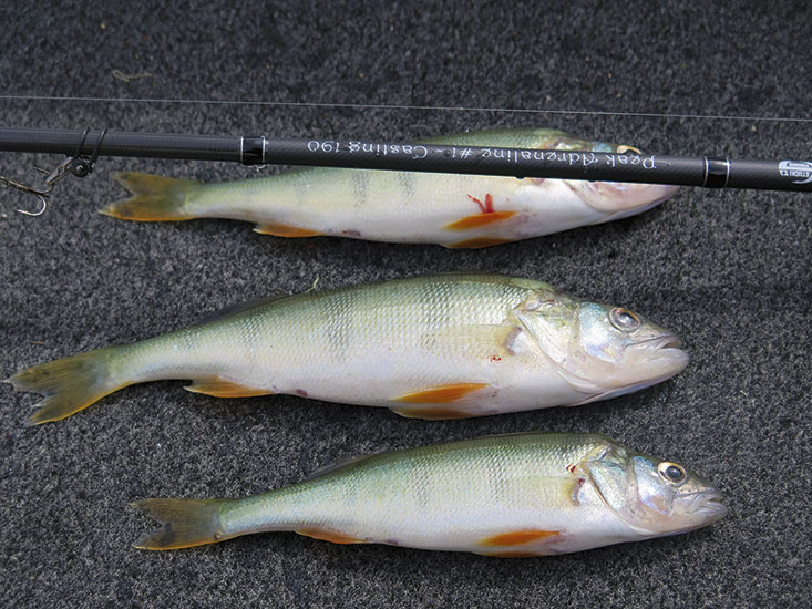 Die Egli-Fischerei mit der Peak Adrenaline funktioniert natürlich auch vom Boot aus.