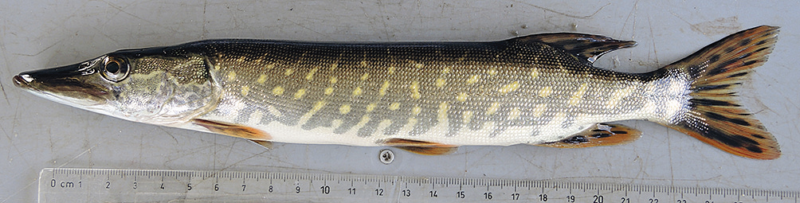 abbildung3_bild4_hecht_mit_masstab