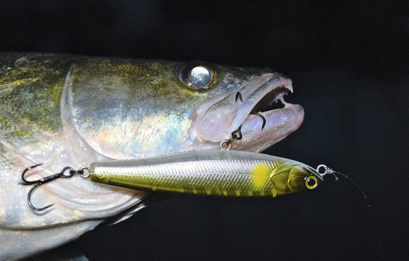 Glasauge ist für den Zander ein passender Übername: Zander besitzen eine Art Restlichtverstärker. Somit können sie auch hervorragend in der Dunkelheit jagen.