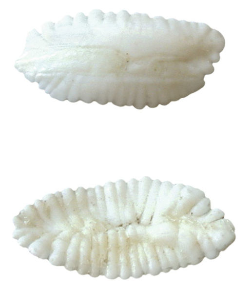 Mit Hilfe der sogenannten Otolithen (Gehörsteinchen) sind Fische in der Lage, auch akustische Reize wahrzunehmen.