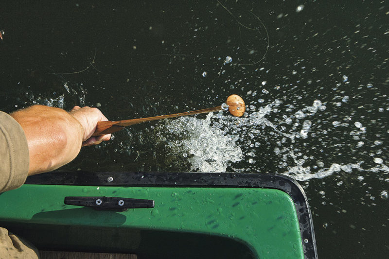 Ein Wallerholz lockt neugierige Welse zum Köder. Ein zu häufiger Einsatz kann die Räuber aber auch abschrecken.