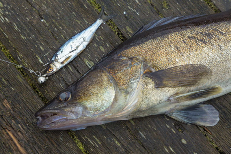 Wenn das Wasser kalt wird, beginnt die heisse Zeit für die Fireball-Montage.