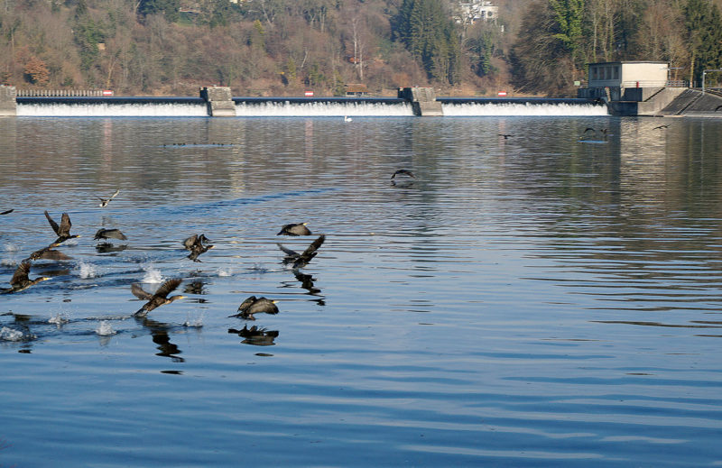 Aktenzeichen ungelöst: Immer mehr Kormorane an unsern Gewässern!
