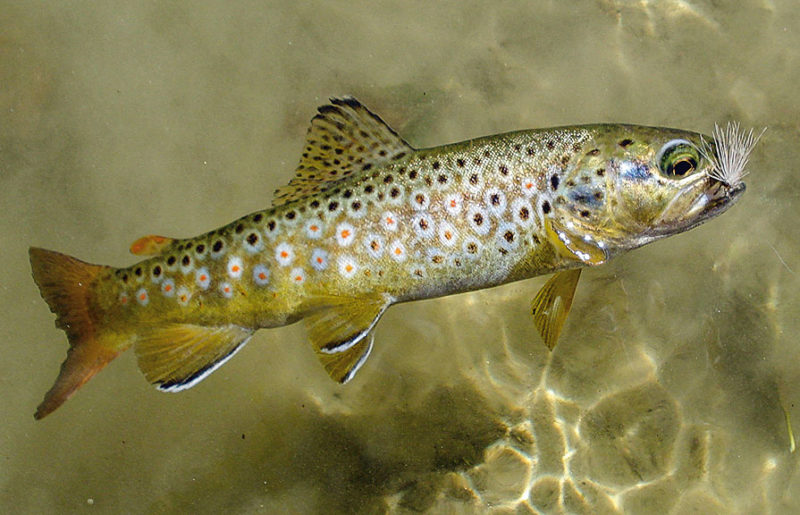 Beim Fliegenfischen kommt es auch bei untermassigen Fischen sehr selten vor, dass der Haken tief geschluckt wird. Meist hängt der Haken bei Forellen, wie im Bild, weit vorne oder im Maulwinkel. Dies vereinfacht das Hakenlösen und Zurücksetzen von untermassigen Fischen enorm.