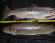 Ägerisee-Seeforelle, 74 cm