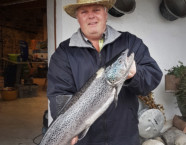 Ägerisee-Seeforelle, 77 cm