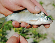 Tiefgang erwünscht: Wenn man die Schwimmblase des Fischs mit einer Köder­nadel durchsticht, sinkt er schneller ab. 