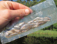 Fisch auf Vorrat: Köderfische aus dem Frost sind die sicherste Wahl – dann bleibt mehr Zeit fürs Raubfischangeln.