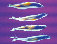 Ein UV-aktiver Köder «tarnt» sich selbst gegen hellen Himmel im Flachwasser.