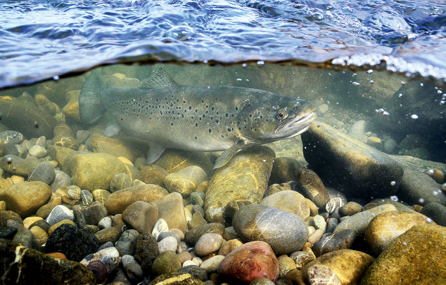 Ist die Seeforelle im Bodensee auf dem Auf- oder Abstieg? Fest steht, dass die eindrückliche Fischart hier eine bewegte Geschichte hat. © Peter Rey