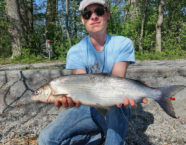 Greifensee-Felche, 62 cm, 5 Pfund