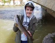 Birs-Bachforelle, 50 cm